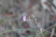 Boerhavia erecta